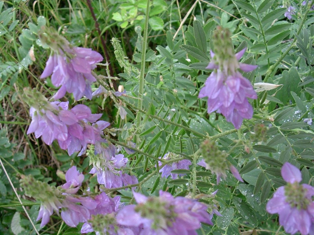 30 Giugno vecchio ritrovamento